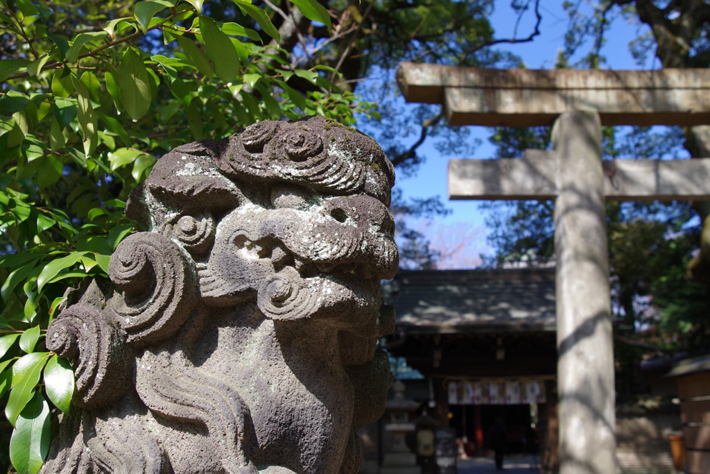 狛犬_赤坂氷川神社