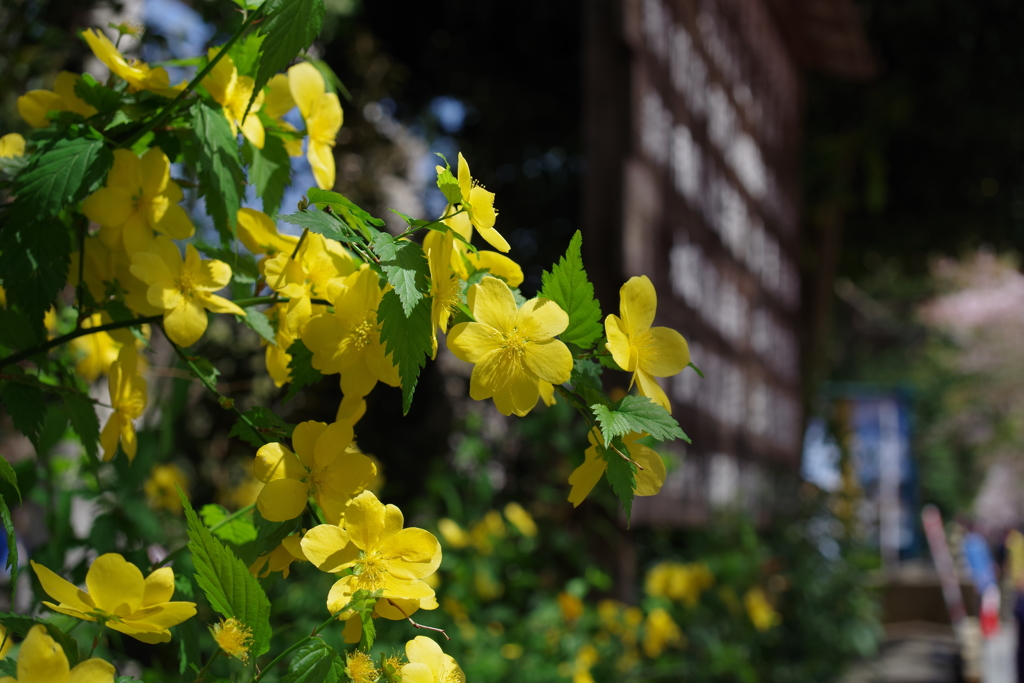 ヤマブキ_靖国神社