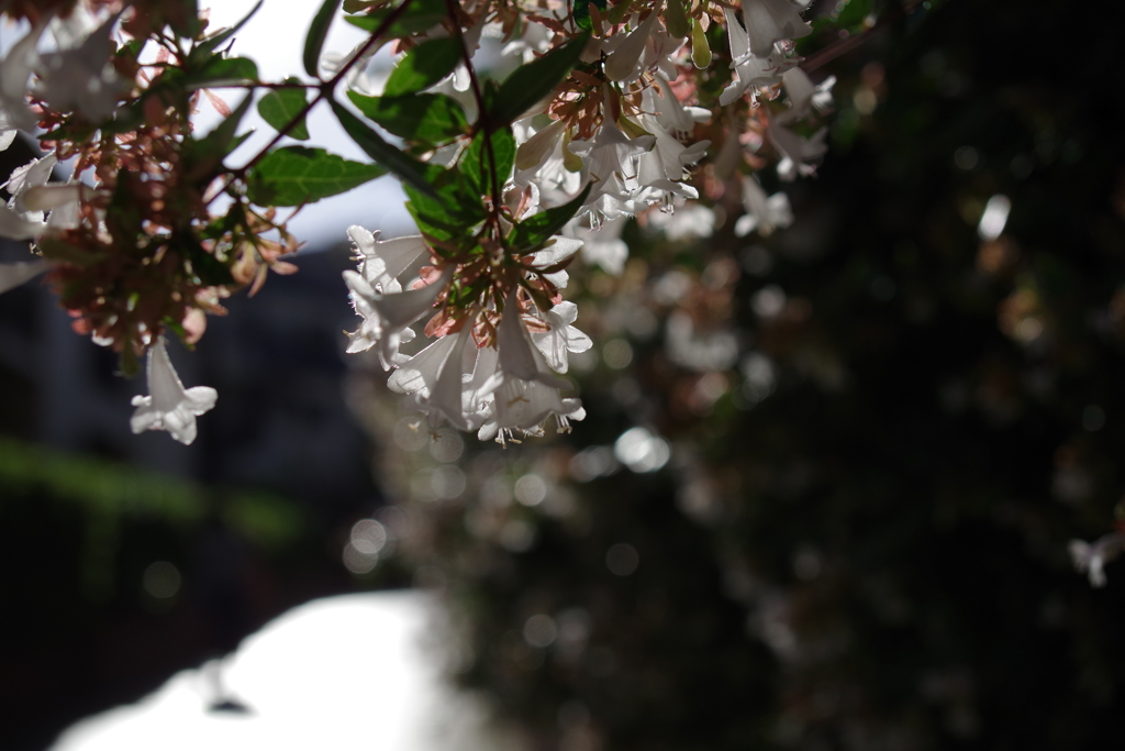 アベリア_桃園川緑道