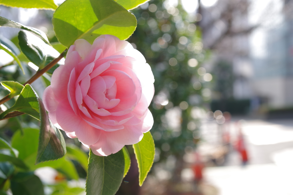 乙女椿_紅葉山公園