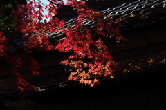 紅葉_林芙美子記念館