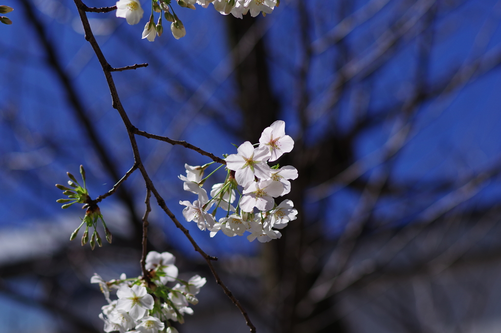 大島桜