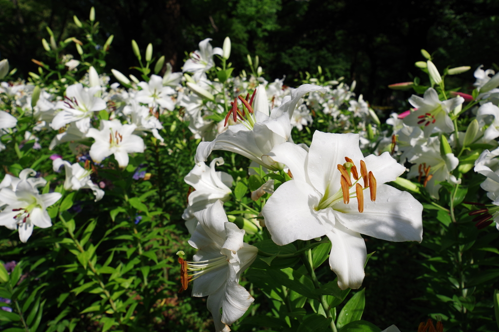 百合_日比谷公園