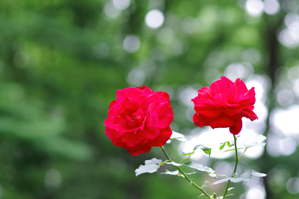 薔薇_新宿中央公園
