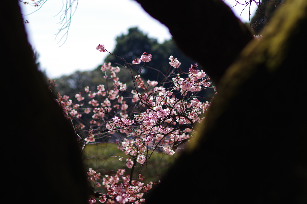 寒桜_新宿御苑