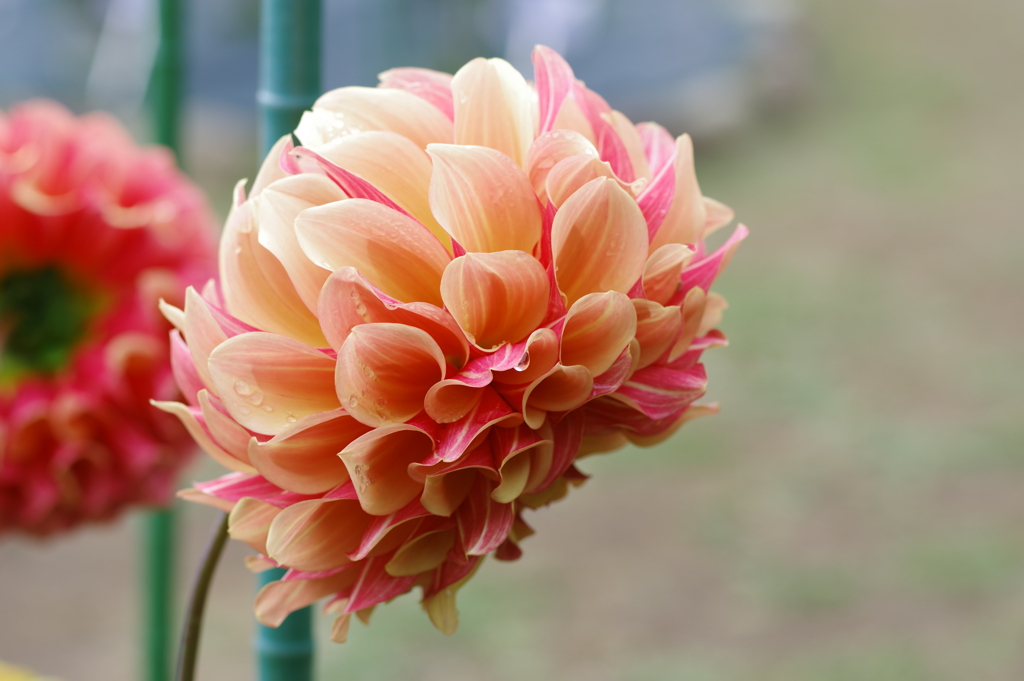 ダリア_神代植物公園