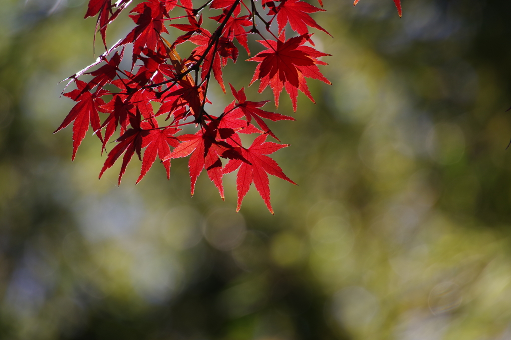 紅葉_林芙美子記念館
