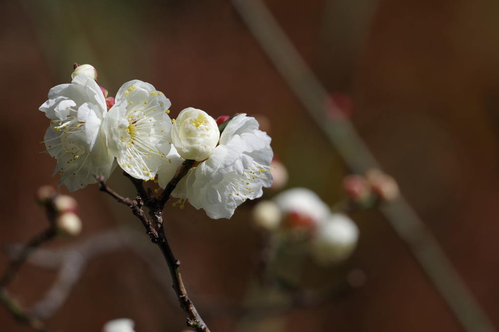 梅_林芙美子記念館