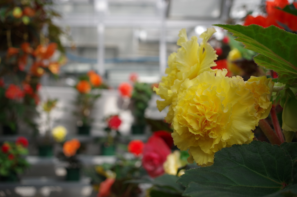 ベゴニア_温室_神代植物公園