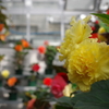 ベゴニア_温室_神代植物公園