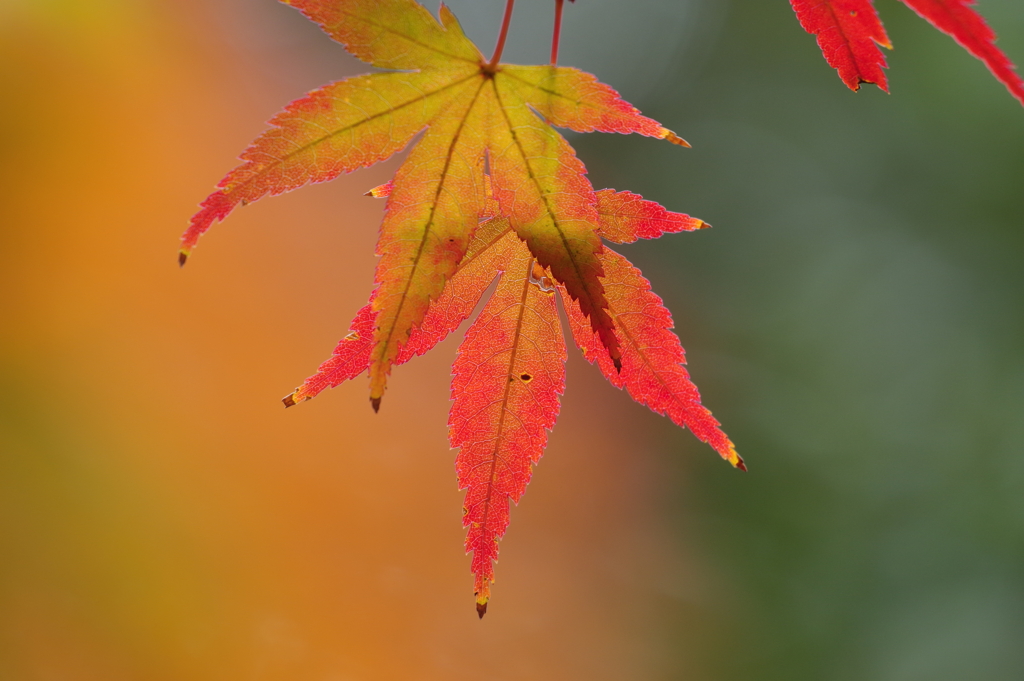 紅葉_紅葉山公園