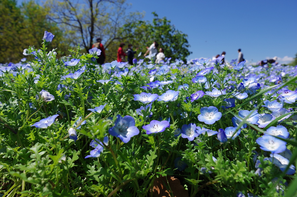 ネモフィラ_昭和記念公園