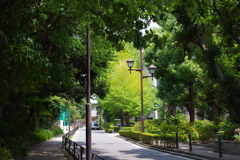 街路樹_上野恩賜公園