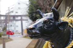 天神様の牛_新井天神北野神社