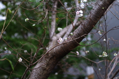 子福桜_環七通り