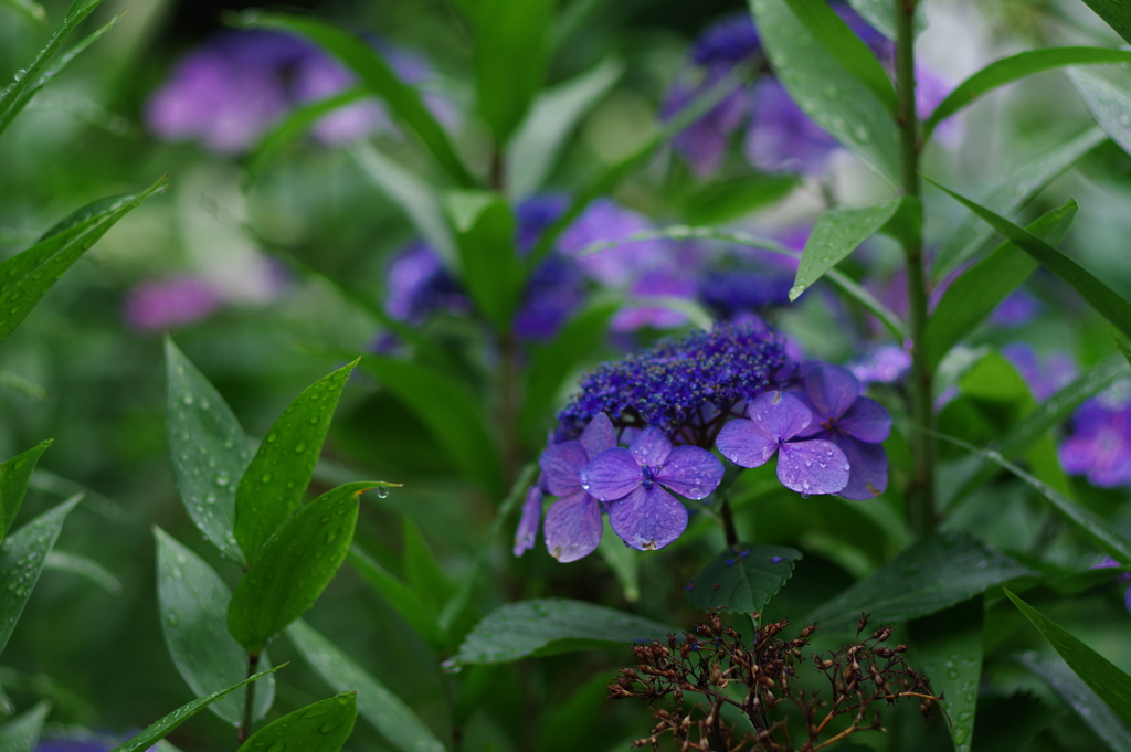 紫陽花_日比谷公園