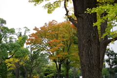 ケヤキ_中野四季の森公園