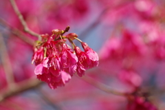 寒緋桜_新宿御苑