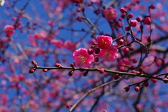 ウメ_皇居東御苑