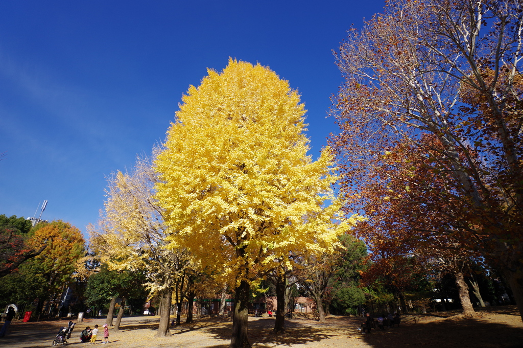 イチョウ_新井薬師公園