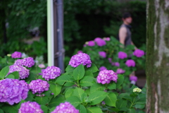 紫陽花_妙法寺