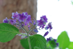 紫陽花_西新宿