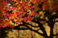 紅葉_代々木公園