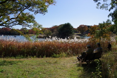 水鳥の池湖畔_国営昭和記念公園