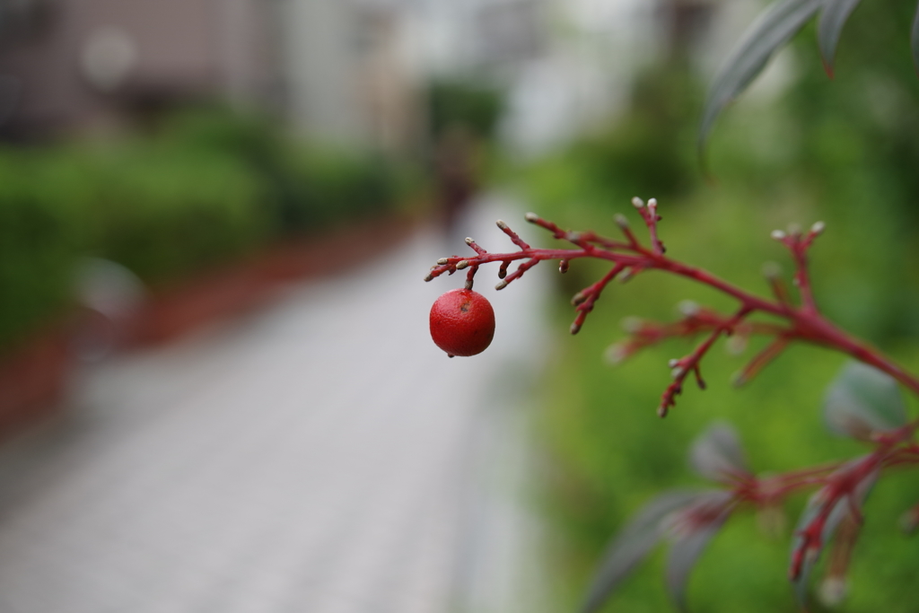 ナンテン_桃園川緑道