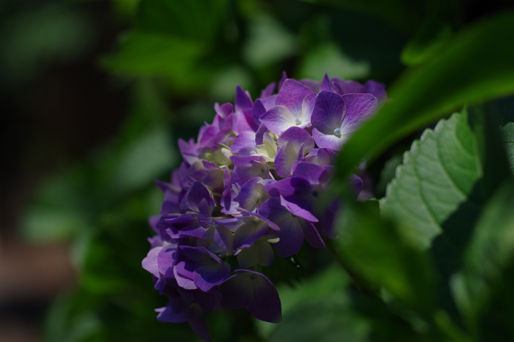 紫陽花
