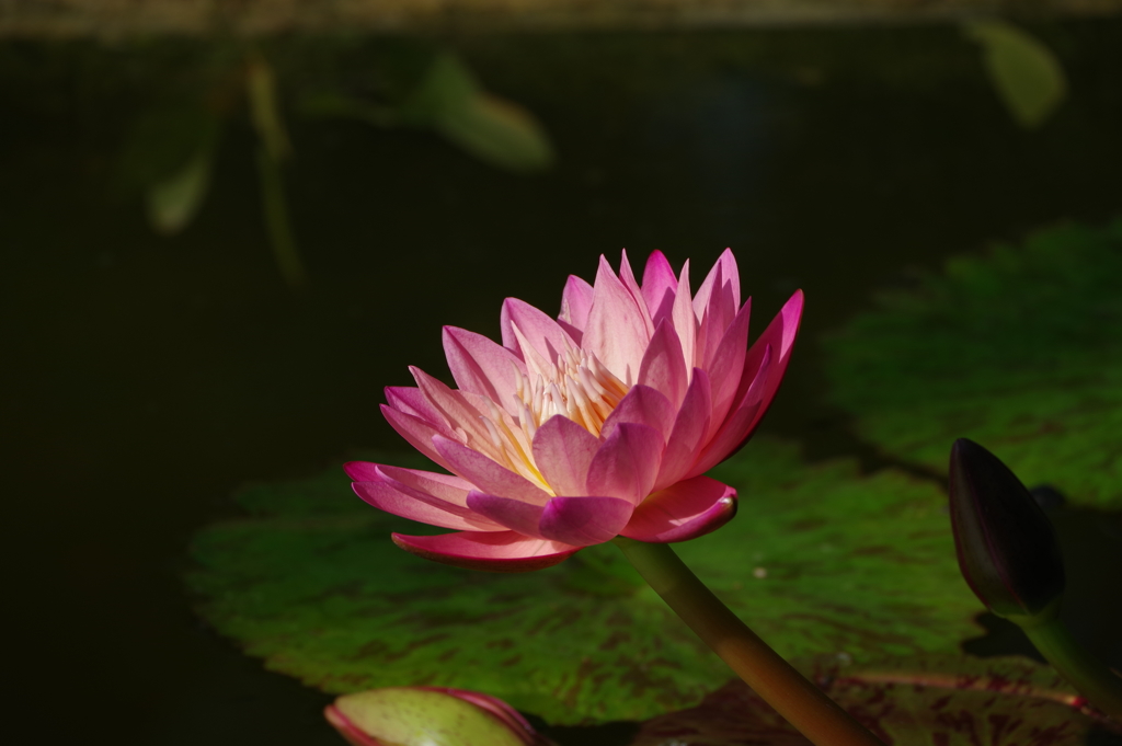 睡蓮_大温室_新宿御苑