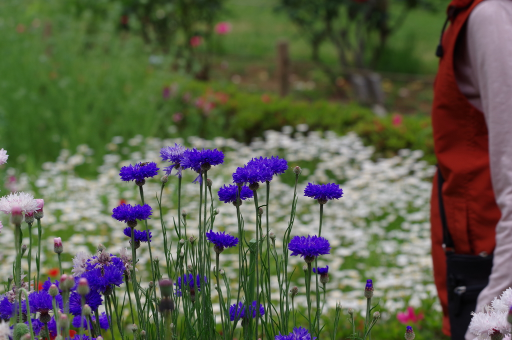 ヤグルマギク_代々木公園