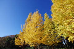 イチョウ_神代植物公園