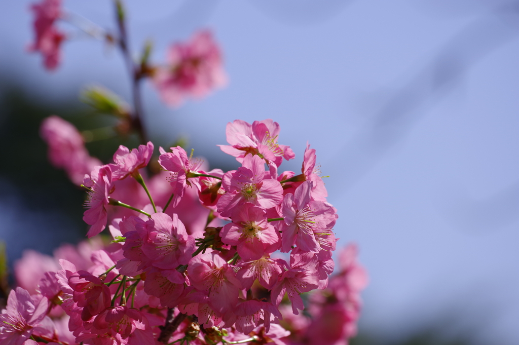 横浜緋桜_新宿御苑