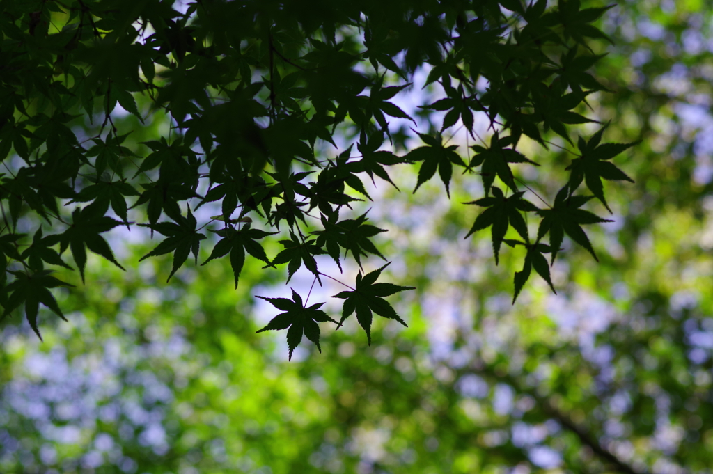 楓_高円寺