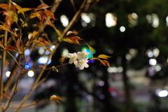 夜桜_新宿中央公園