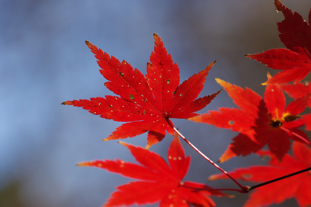 紅葉_新宿御苑