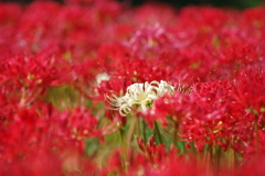 白花曼殊沙華_塩船観音