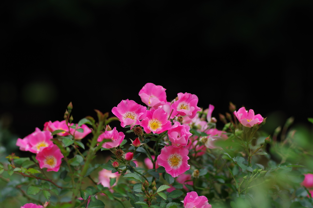 バラ_代々木公園