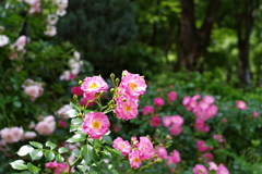 バラ_新宿中央公園