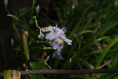 シャガ_千鳥ヶ淵緑道