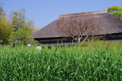 麦畑_都市農業公園