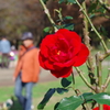 バラ_代々木公園