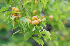 梅_日比谷公園