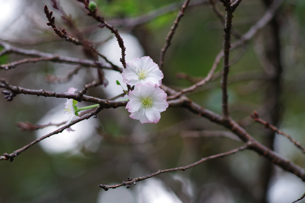 十月桜_新宿御苑
