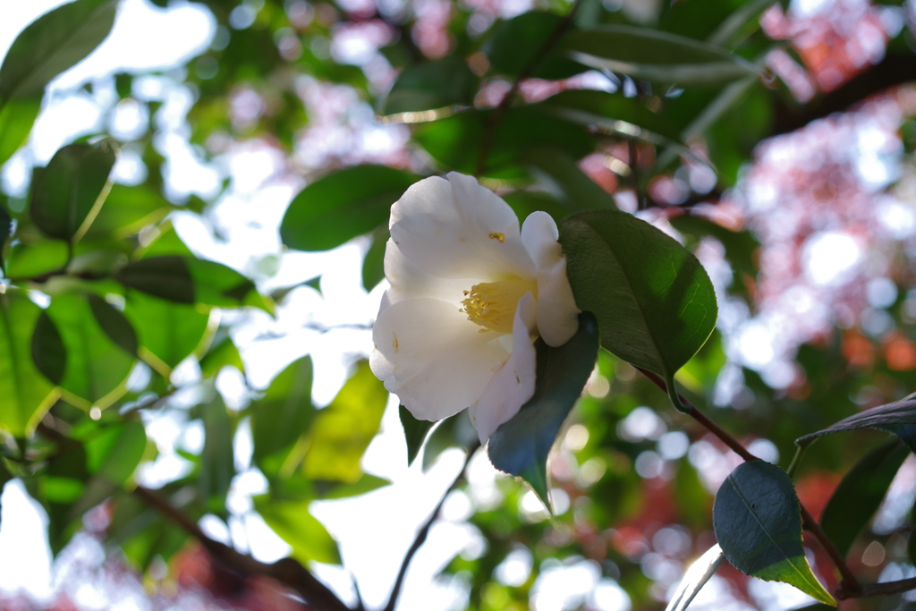 ワビスケ_林芙美子記念館