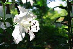 ユリ_日比谷公園