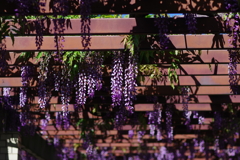 藤_神代植物公園