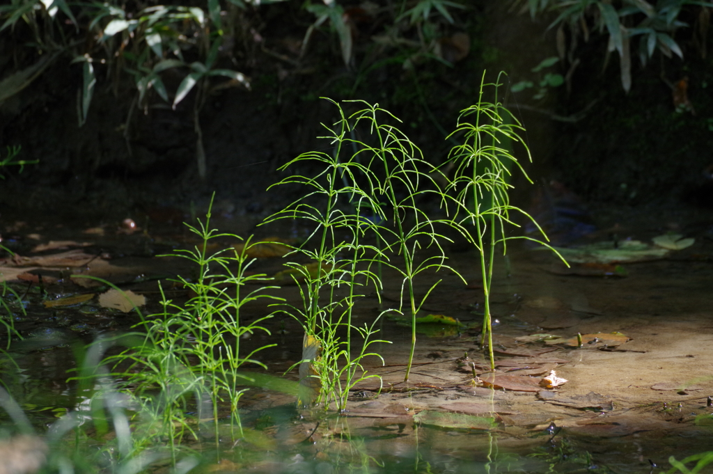 二の丸庭園_皇居東御苑