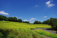 レモンブライト_昭和記念公園